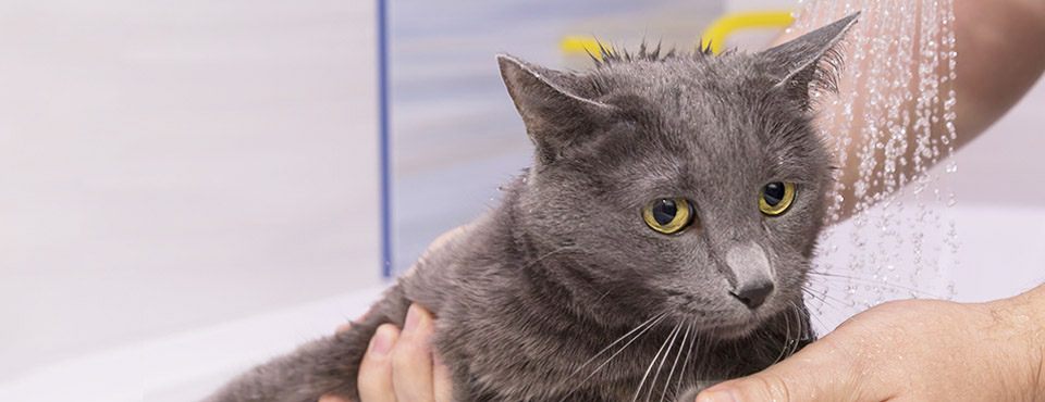 DANDO BANHO NOS GATINHOS FOFINHOS