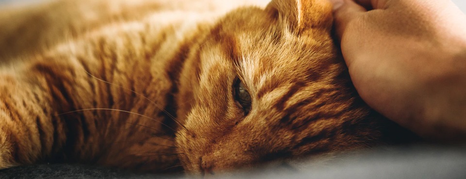 7 motivos pelos quais os donos de animais de estimação talvez evitem uma visita ao veterinário