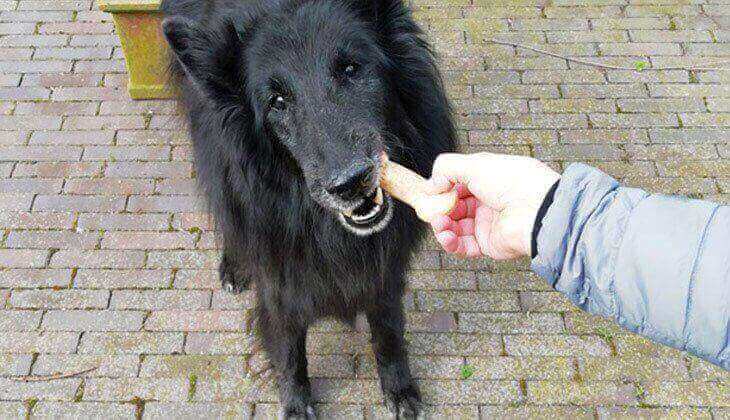 hjemmelavet hundefoder