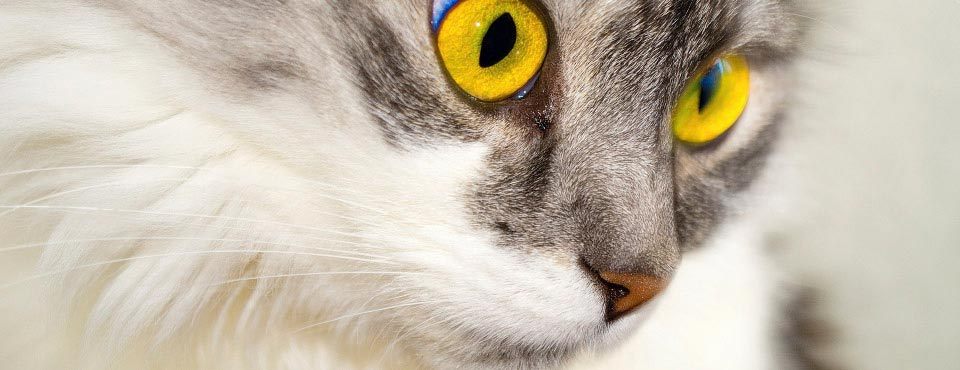 Stress hos katte