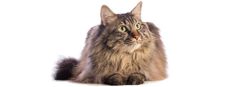 overvægtig kat