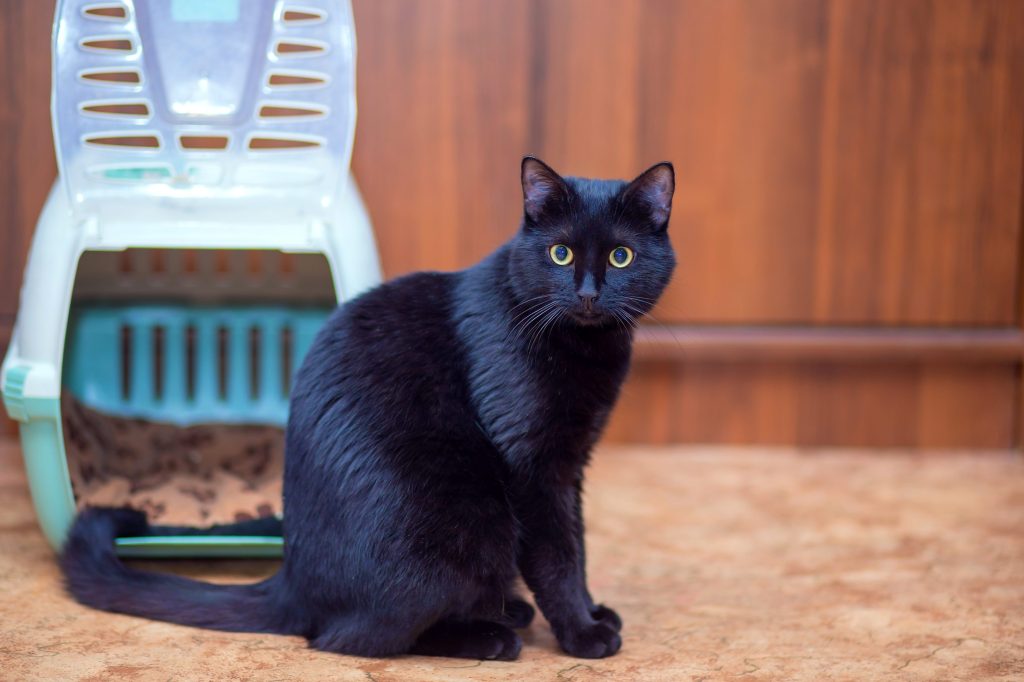 beautiful-black-cat-sits-near-its-carrier-bag
