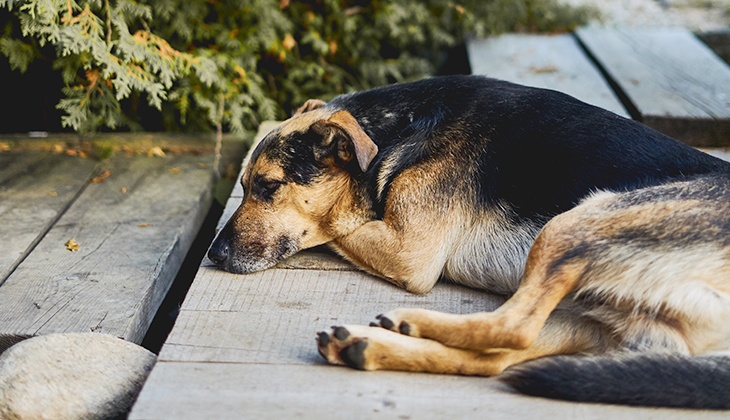 Tegn på sukkersyge hos hunde og katte | We Are