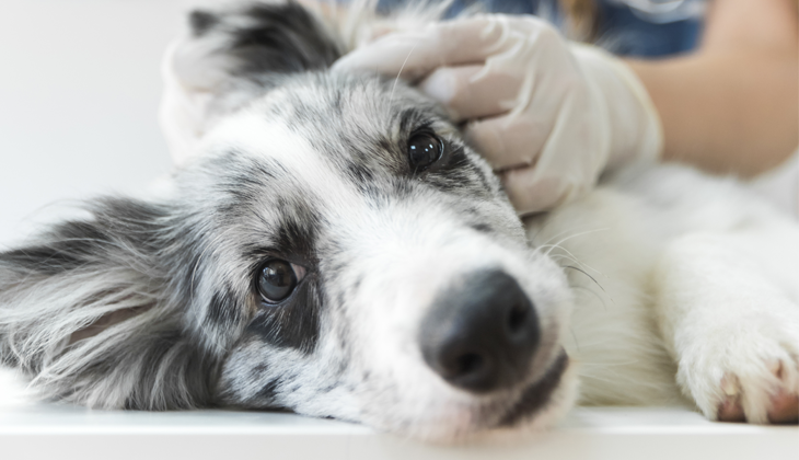 Symptomer på øregangsbetændelse hos hunde