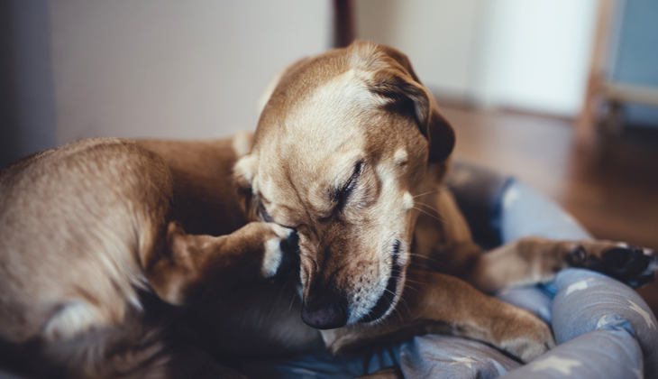 Forbavselse tigger ophøre Øregangsbetændelse hos hunde | We Are Family