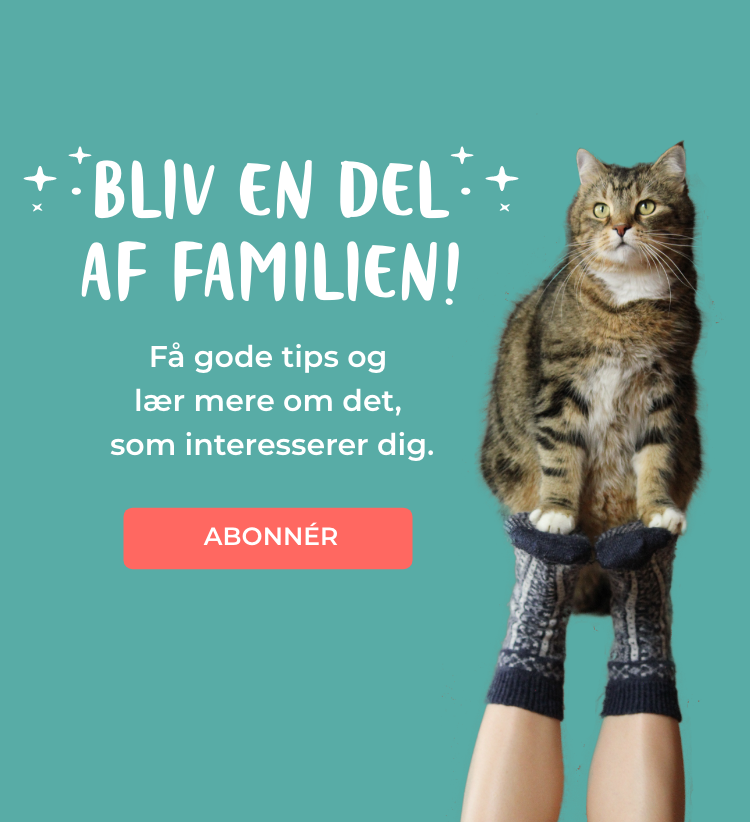 ægtefælle Kommunisme tage ned Hvor ofte skal en kat til dyrlægen og gode råd til at få den trygt derhen |  We Are Family