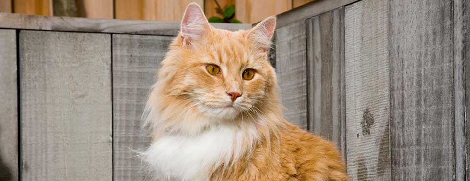 Different breeds of cats have distinguished and different types of coats. Discover here all the important things you should know about your cat’s coat.
