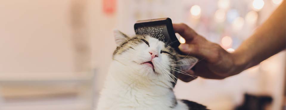Debunking Cat Myths: Grooming