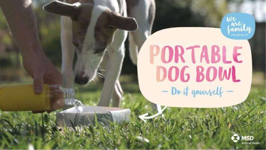 Portable dog bowl
