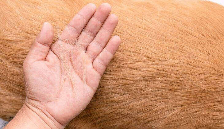 12 Common Causes of Hair Loss in Dogs (Alopecia) | We Are Family