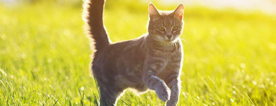 10 Amazing Facts About Your Cat