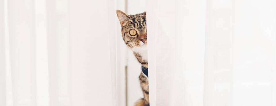Keeping Your Home Safe for Your Indoor Cat