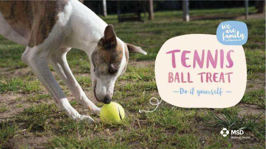 Tennis ball treat