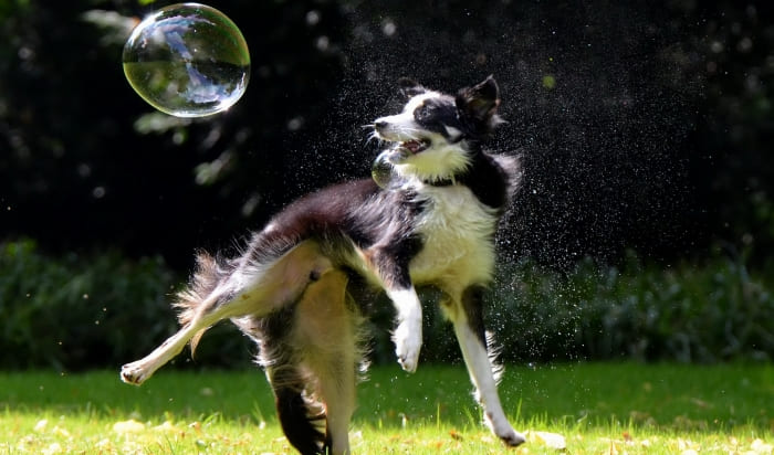 dog catching bubbles fleas on dog