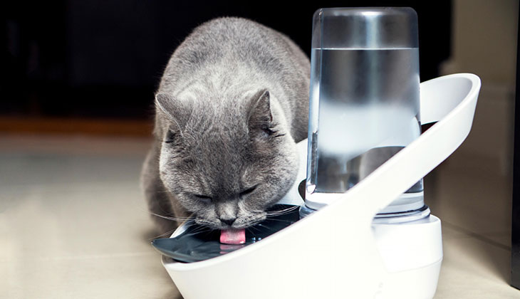 cat drinking water