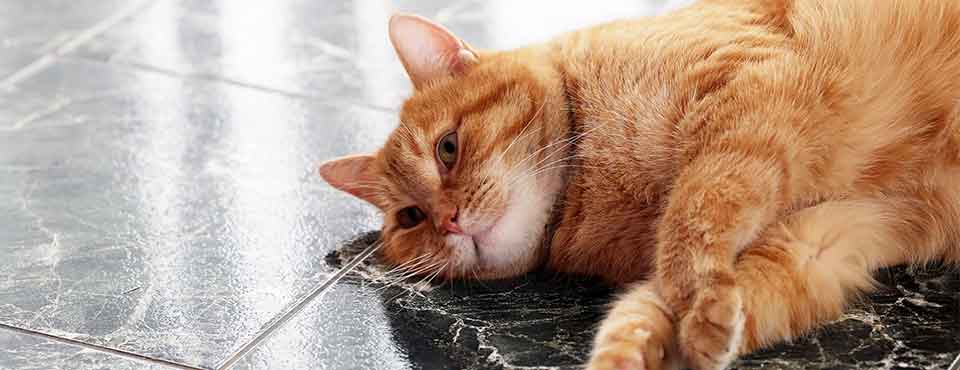 diabetic cat lying down