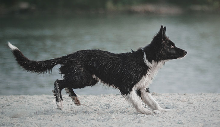 Wet dog playing