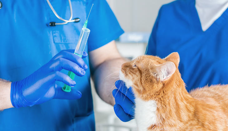 cat with vet