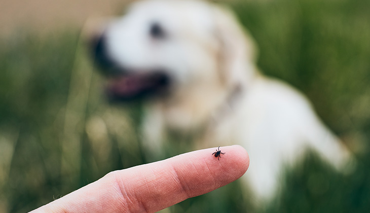 canine babesiosis