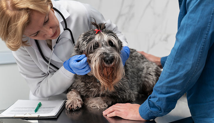 canine babesiosis treatment
