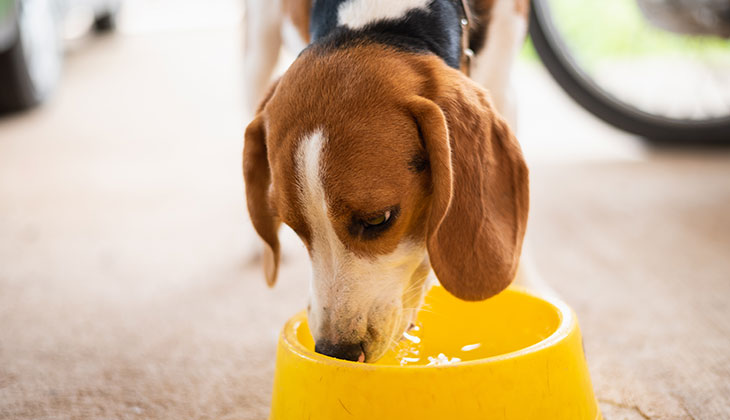 heat stroke dog