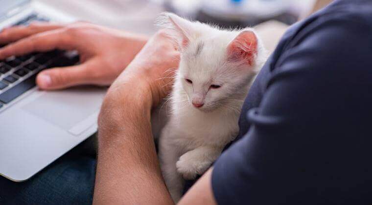 work-from-home-with-cat