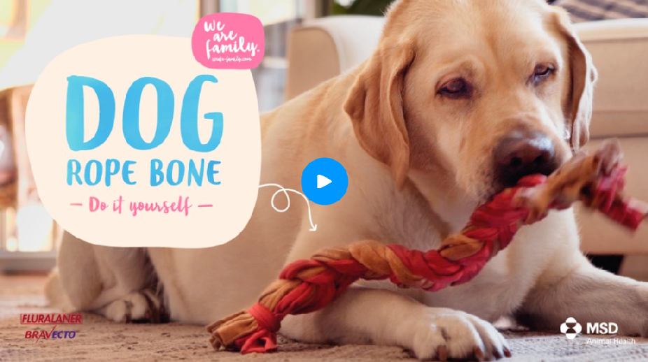 DIY – Rope Bone for Your Dog - We Are Family
