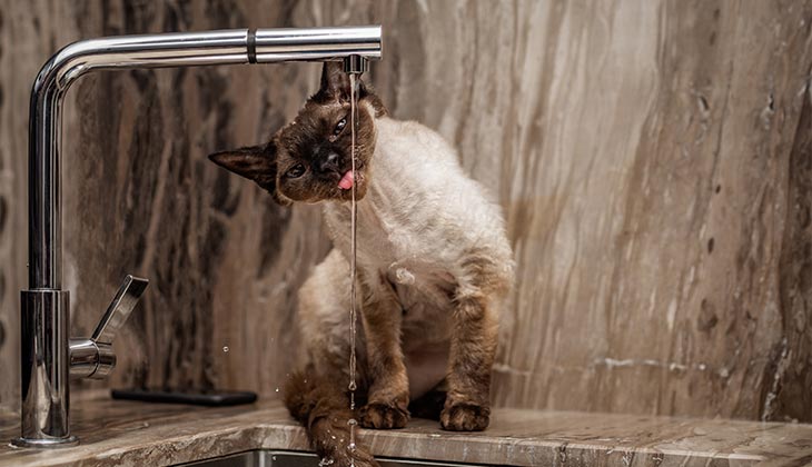 how to wash my cat