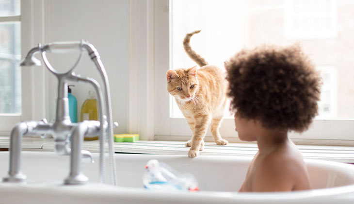 wash my cat