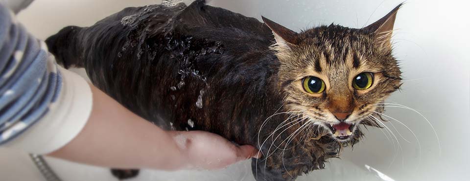 cat bath
