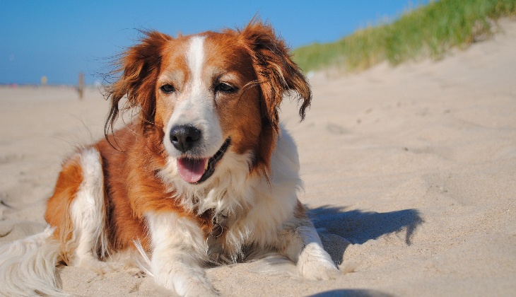 pets in hot weather
