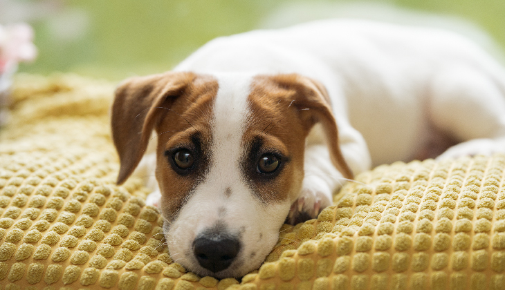 mourning dog
