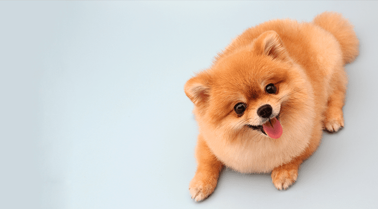 happy dog