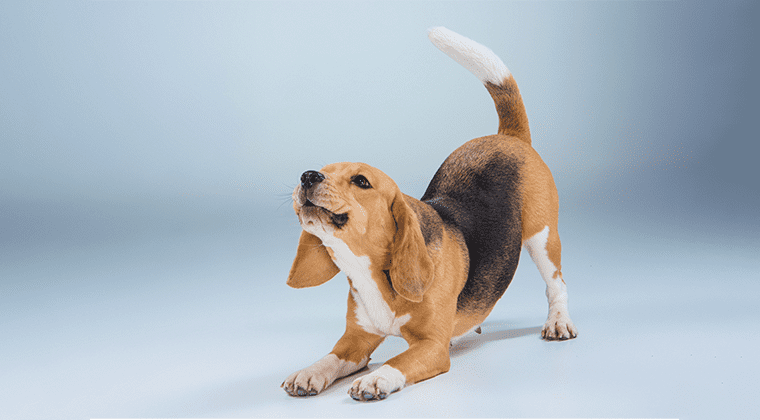 body language dog