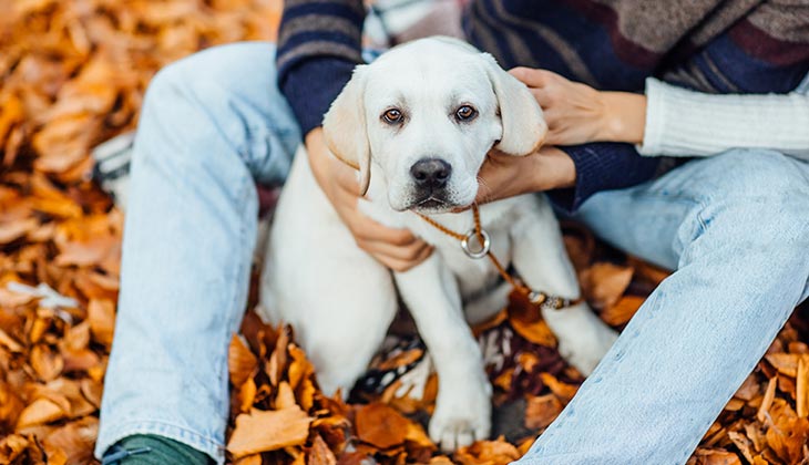 tick prevention dogs