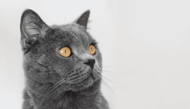cat vision