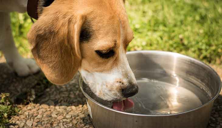 dog temperature