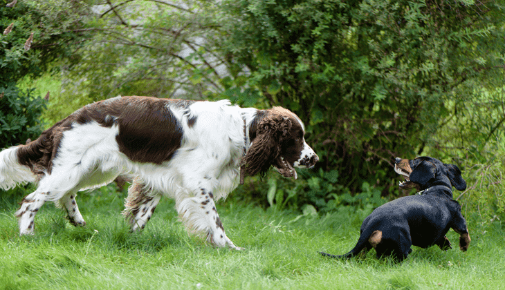 how to train a dog