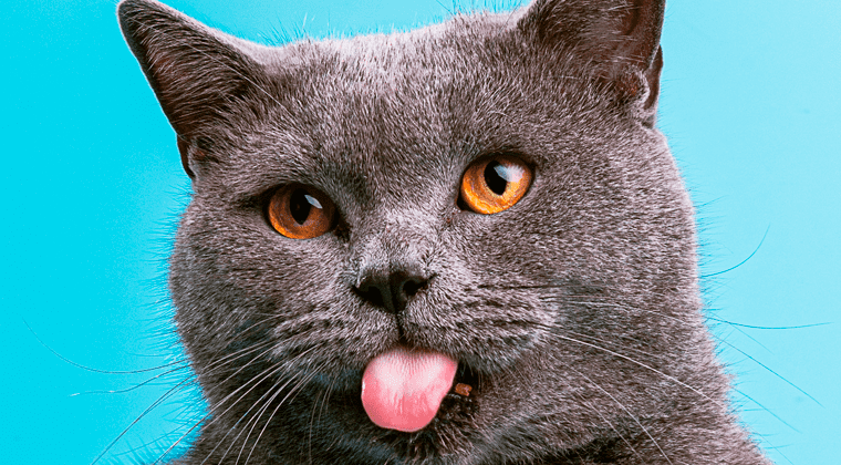 body language cat