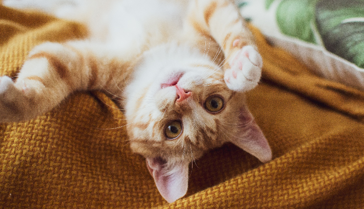 Cat social behavior