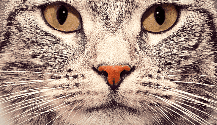 Cats five senses
