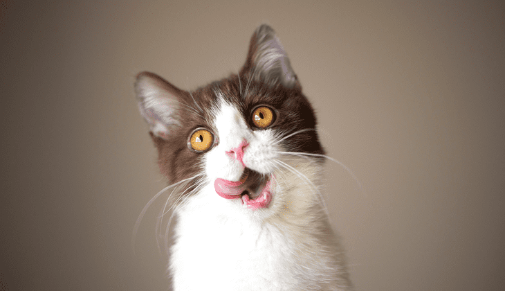 cat 5 senses