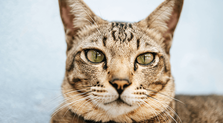 Cat eye problem