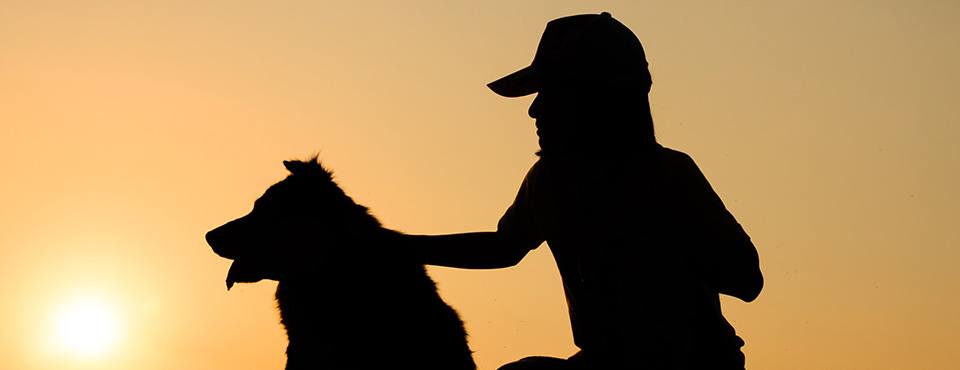 silhouette of girl and her dog with beautiful sunset background dog tick bite