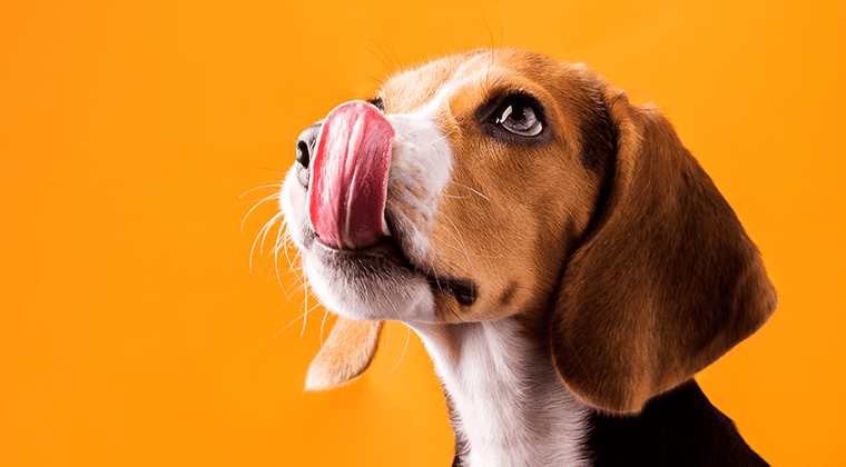 allergy to dog