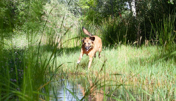 ticks on dog