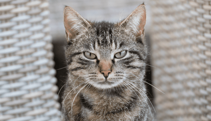 traumatized cat