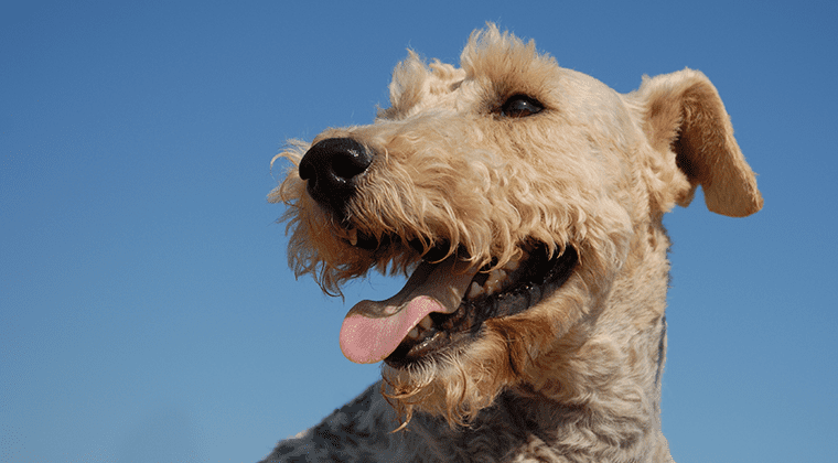dog allergy