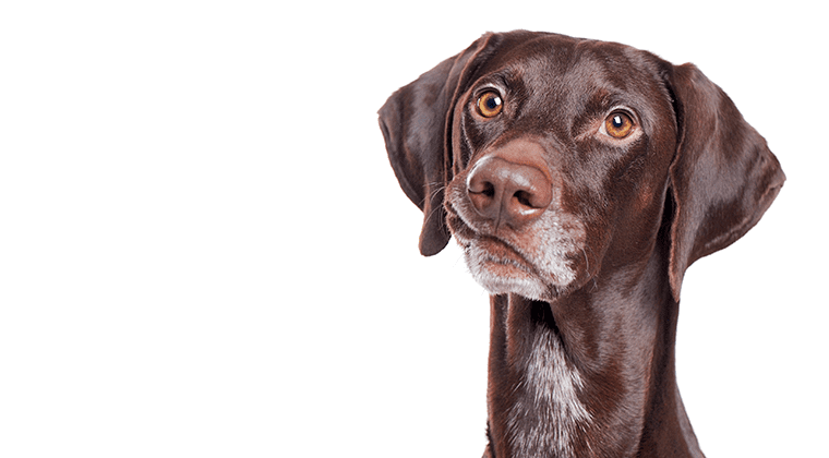 dog nose wet