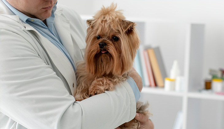 cute dog during consultation tick prevention dogs